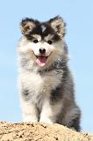 CHIEN FINNOIS DE LAPONIE 534
